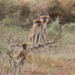 Singe patas, Langue de Barbarie