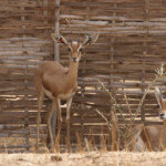Gazelle dorcas, Réserve de Guembeul