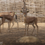 Gazelle dorcas, Réserve de Guembeul