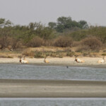 Oryx algalzelle, Réserve de Guembeul