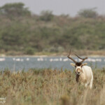 Addax, Réserve de Guembeul