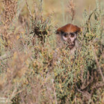 Singe patas, Réserve de Guembeul