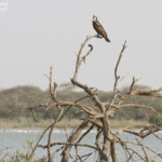 Balbuzard pêcheur, Réserve de Guembeul