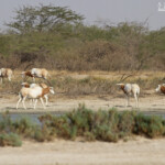Oryx algalzelle, Réserve de Guembeul