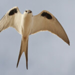 Elanion naucler, Kaolack, Sénégal.