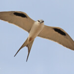 Elanion naucler, Kaolack, Sénégal.