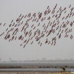 Flamants nains, Kaolack, Sénégal.