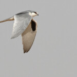 Elanion naucler, Kaolack, Sénégal.