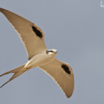 Elanion naucler, Kaolack, Sénégal.