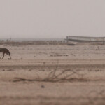 Chacal du Sénégal, Kaolack, Sénégal.