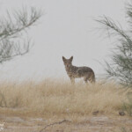 Chacal du Sénégal, Kaolack, Sénégal.
