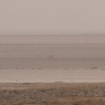 Chacal du Sénégal, Kaolack, Sénégal.