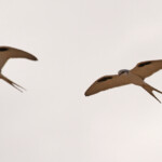 Elanions nauclers, Kaolack, Sénégal.