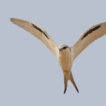 Elanion naucler, Kaolack, Sénégal.