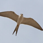 Elanion naucler, Kaolack, Sénégal.