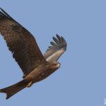 Milan à bec jeune, Kaolack, Sénégal.