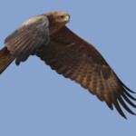 Milan à bec jeune, Kaolack, Sénégal.