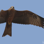 Milan à bec jeune, Kaolack, Sénégal.