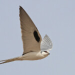 Elanion naucler, Kaolack, Sénégal.