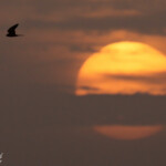 Faucon crécerellette, Kaolack, Sénégal.