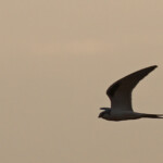 Elanion naucler, Kaolack, Sénégal.