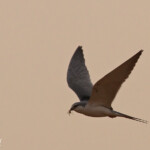 Elanion naucler, Kaolack, Sénégal.