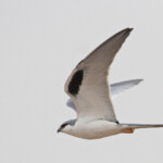 Elanion naucler, Kaolack, Sénégal.