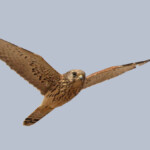 Faucon crécerellette, Kaolack, Sénégal.