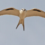 Elanion naucler, Kaolack, Sénégal.