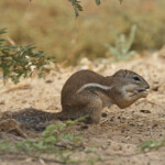 Écureuil terrestre du Sénégal