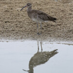 Courlis corlieu, Langue de Barbarie