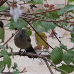 Cratérope brun, Zébrabar, Langue de Barbarie