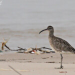 Courlis corlieu, Langue de Barbarie