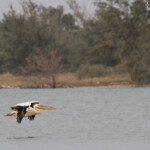 Pélican blanc, Langue de Barbarie