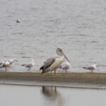 Goélands railleurs et Pélican gris, Langue de Barbarie