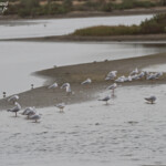 Goélands railleurs, Langue de Barbarie