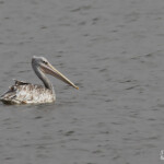 Pélican gris, Langue de Barbarie