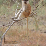 Singe patas, Langue de Barbarie