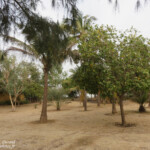 Zébrabar, Langue de Barbarie