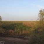 Pistes près du Djoudj