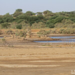Pistes près du Djoudj