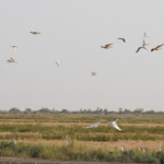Pistes près du Djoudj