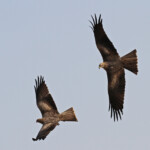 Milan à bec jaune, Pistes près du Djoudj