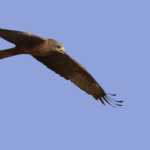 Milan à bec jaune, Pistes près du Djoudj