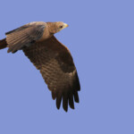 Milan à bec jaune, Pistes près du Djoudj