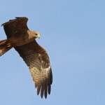 Milan à bec jaune, Pistes près du Djoudj