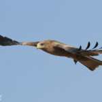 Milan à bec jaune, Pistes près du Djoudj