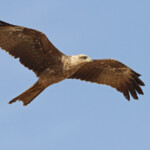 Milan à bec jaune, Pistes près du Djoudj