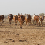 Zébus, Pistes près du Djoudj