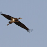 Cigogne noire, Pistes près du Djoudj
